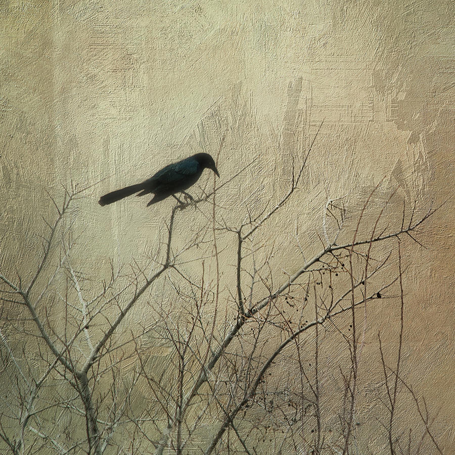 Black Bird On A Tree Photograph by © Suzette Rothlisberger