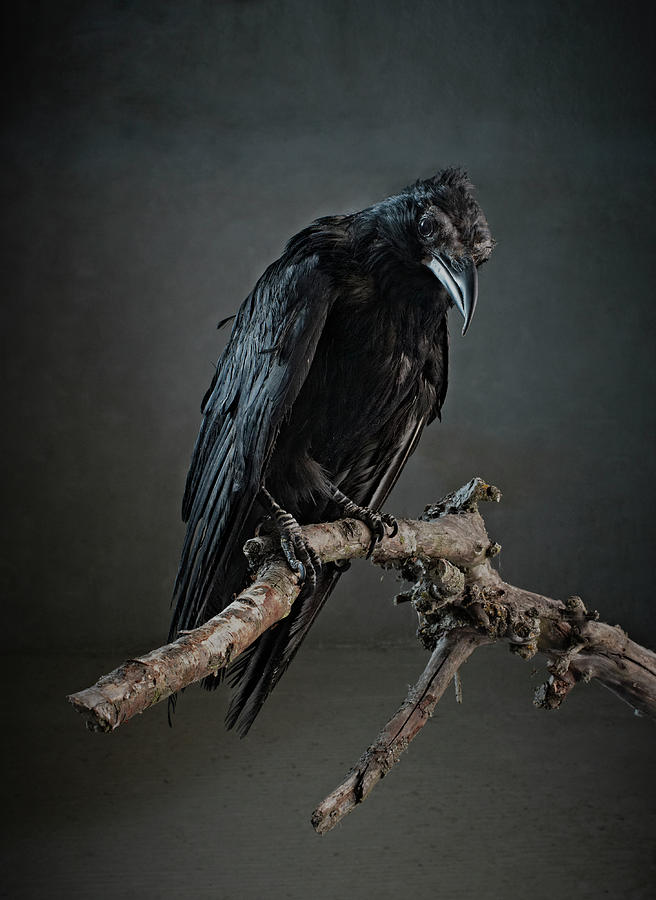 Black Bird Perched On An Old Branch Photograph by Zena Holloway Black Bird Perched On An Old Branch Photograph by Zena Holloway