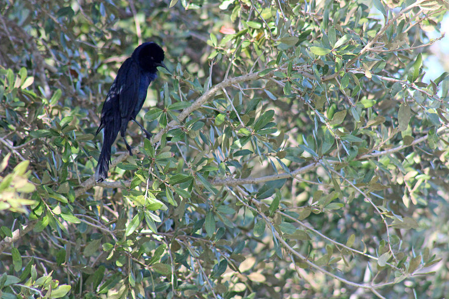 Black Bird Poised Photograph by Audrey Robillard