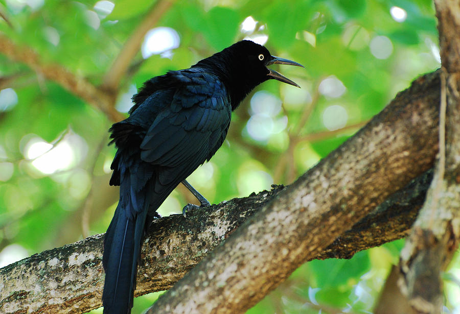 Black Bird Singing Photograph by Ramunas Bruzas
