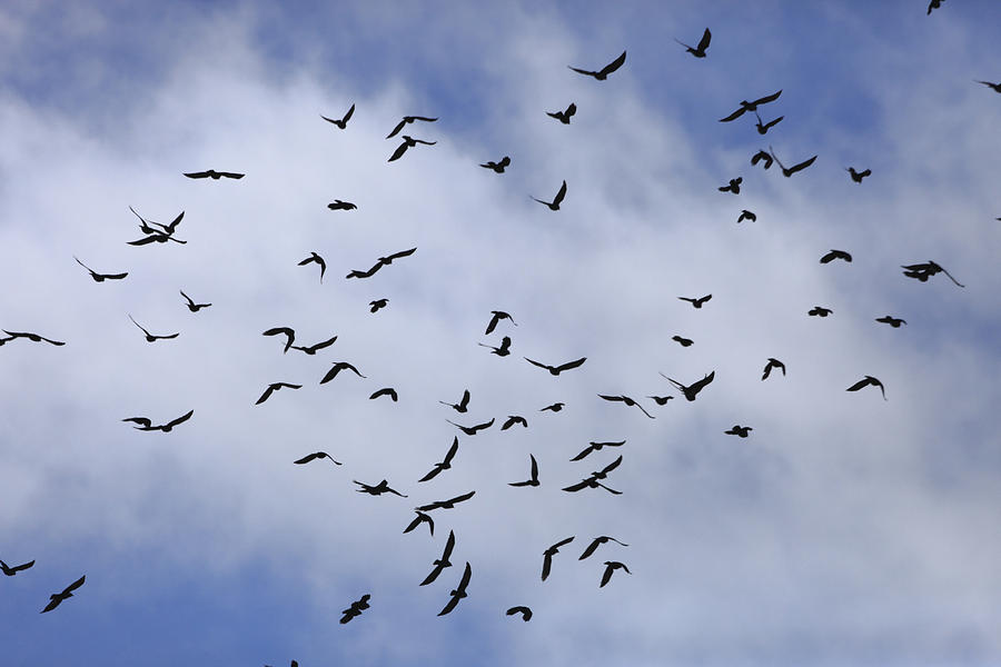 Black birds and blue sky - available for licensing Photograph by Ulrich ...