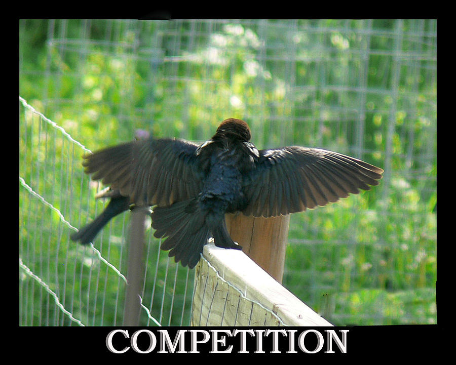 Black Birds Competition Photograph by Ericamaxine Price - Pixels