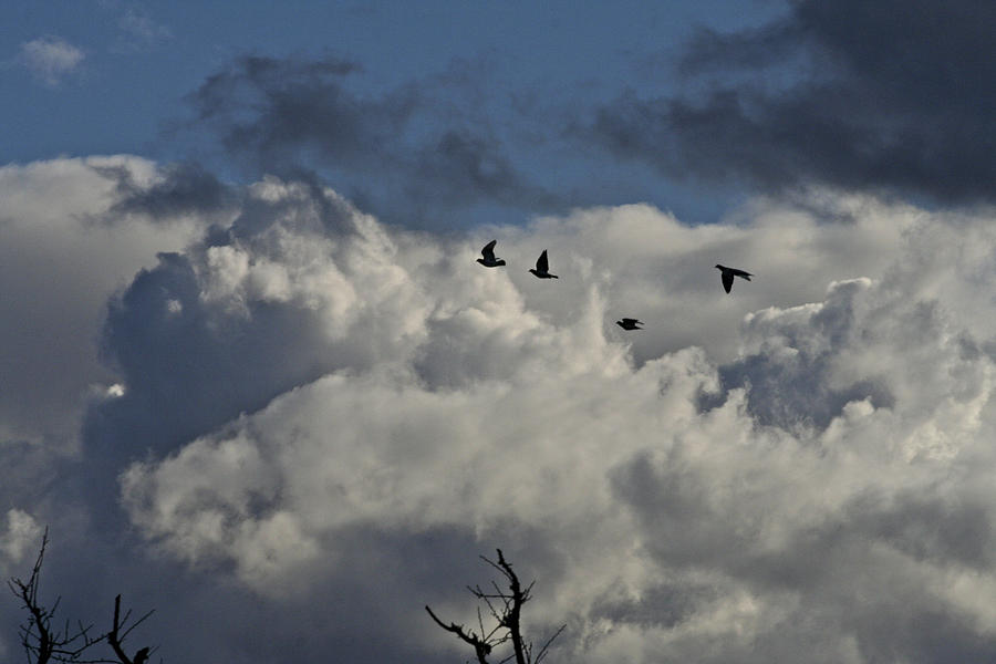 Black Birds Dark Sky Photograph by SC Heffner