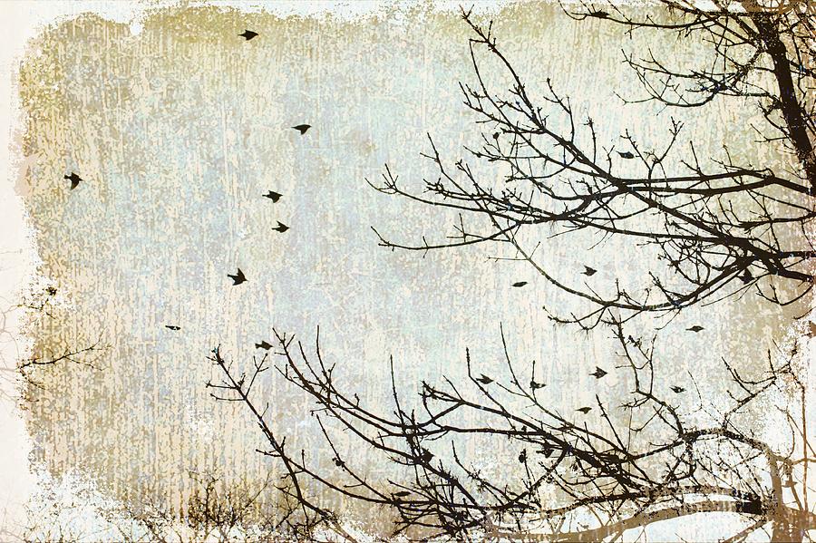 Black Birds Flying On A Winters Day Photograph by Suzanne Powers
