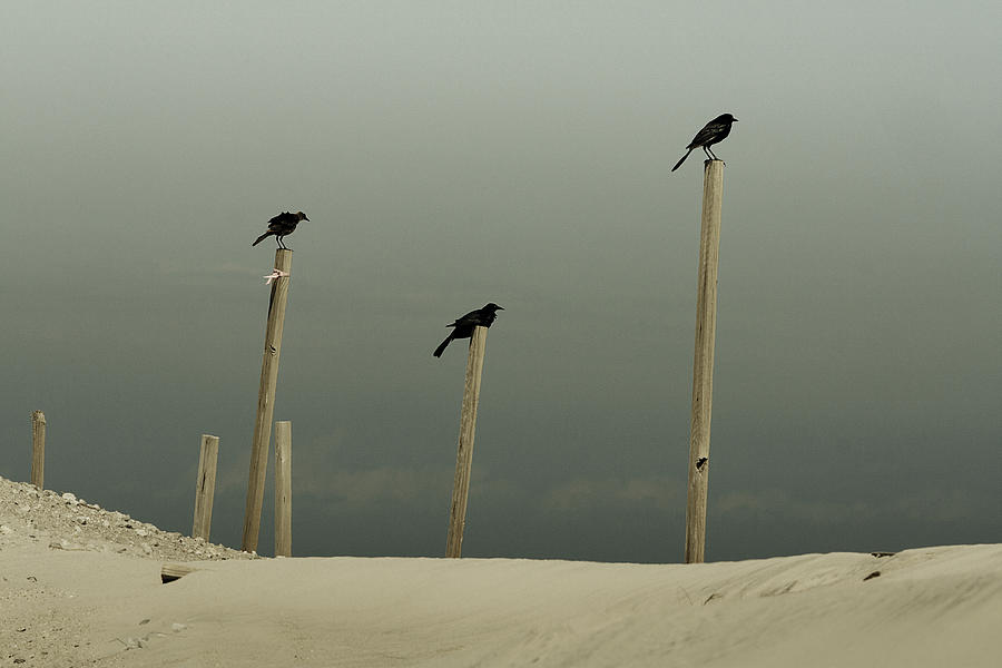Black Birds  Photograph by Gray  Artus
