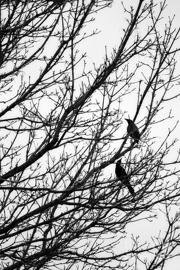 Bird Photograph - Black Birds On Tree Branches by Miss Dawn