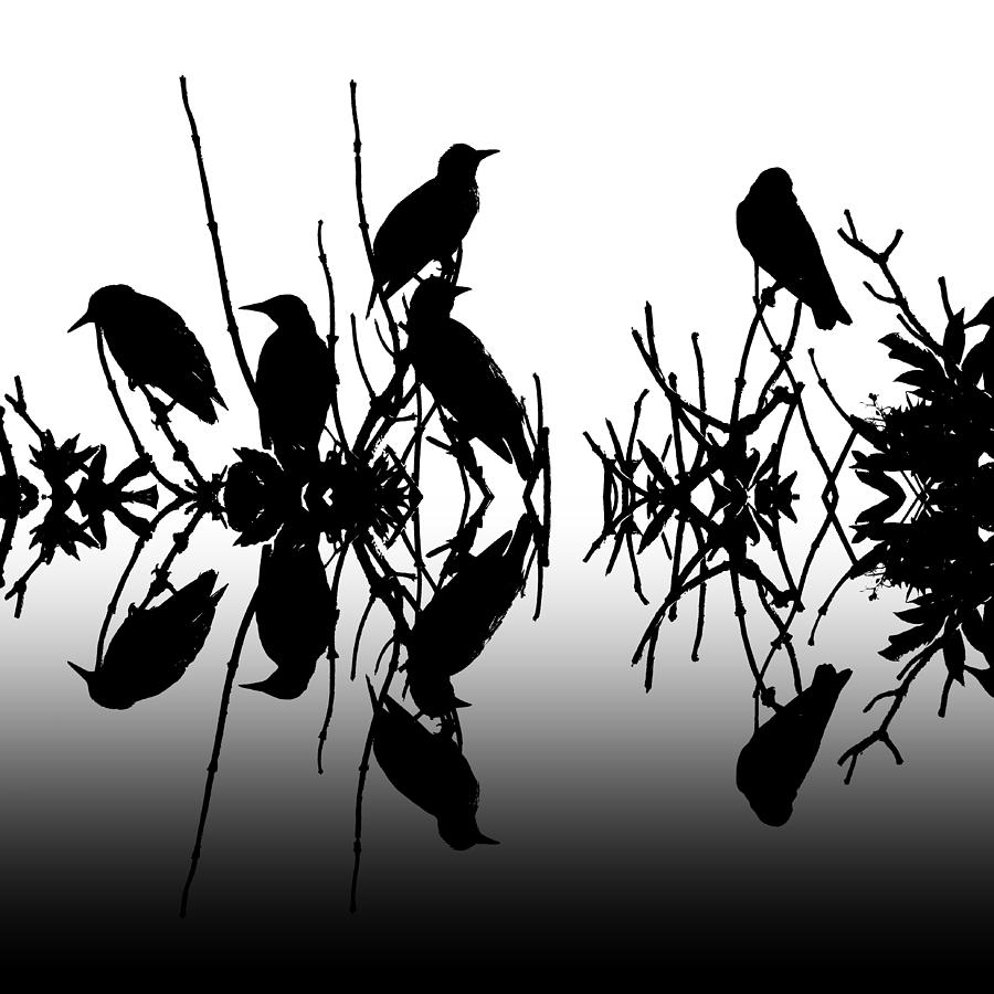 Starlings Photograph - Black Birds by Sharon Lisa Clarke