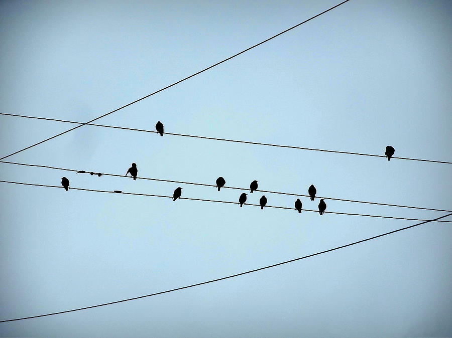 Black Birds Waiting in Blue Photograph by Stephanie Hollingsworth