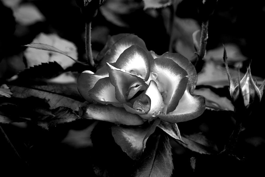 Botanical Gardens Photograph - Black Bloom by Coryanthes Linaya