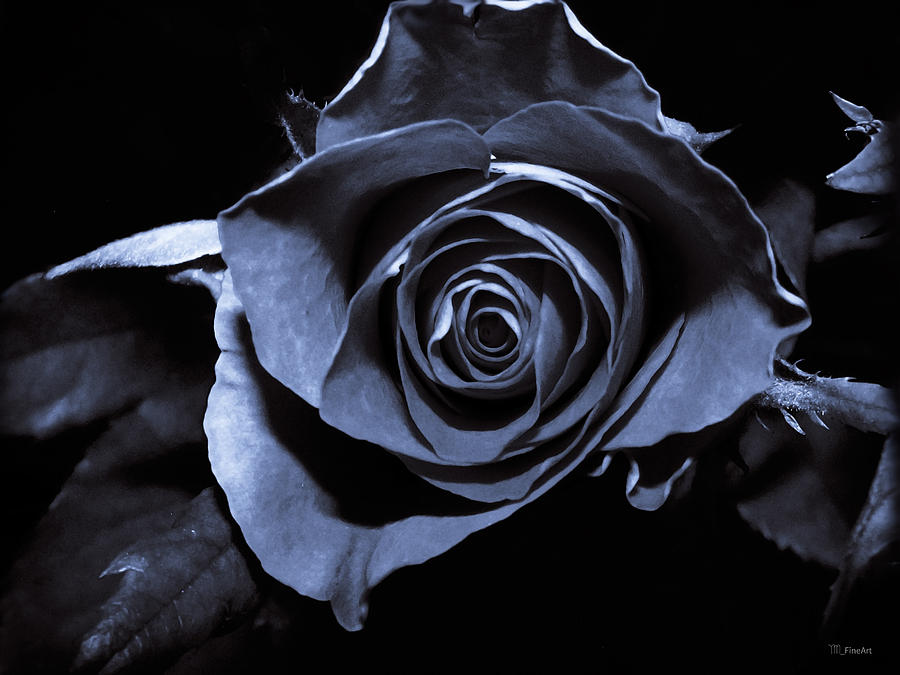 Black Blue Rose Photograph by Yvon van der Wijk - Fine Art America