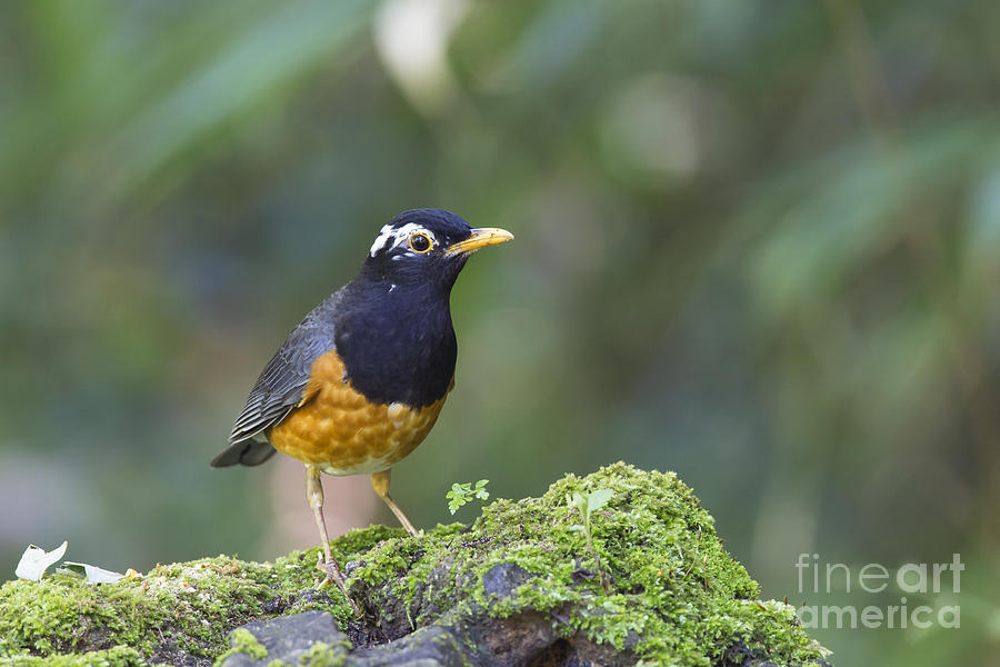 Black-breasted Thrush Photograph by Jean-Luc Baron