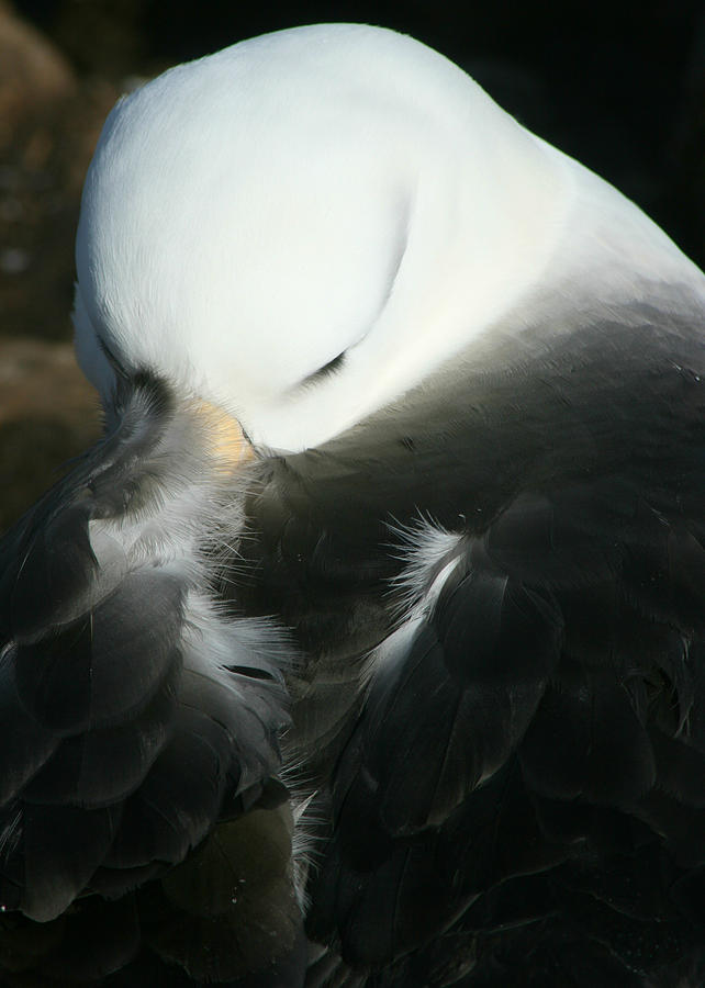 Black Browed Albatross Photograph by Amanda Stadther