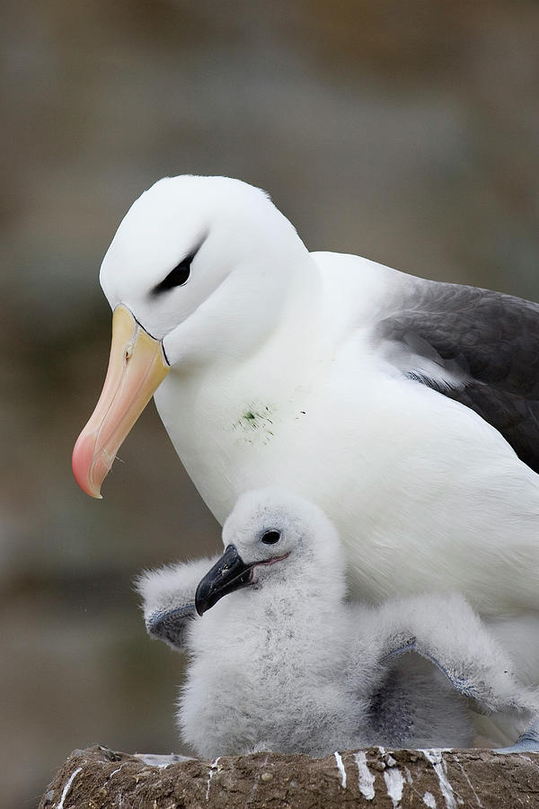 Black-browed Albatross and Chick Photograph by Suzi Eszterhas