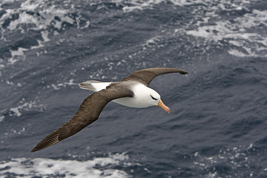 Black-browed Albatross Flying Scotia Photograph by Dickie Duckett
