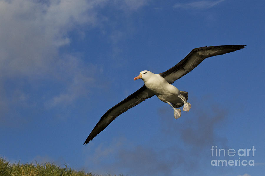 Albatross Photograph - Black-browed Albatross #1 by Jean-Louis Klein and Marie-Luce Hubert