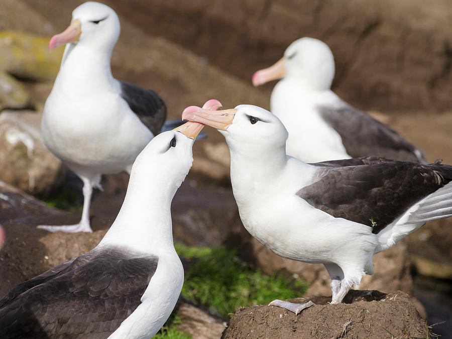 Albatross Photograph - Black-browed Albatross Mating Ritual by Martin Zwick