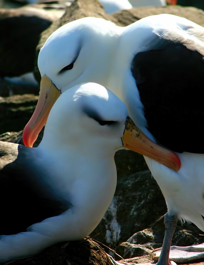 Black Browed Albatross Pair Photograph by Amanda Stadther