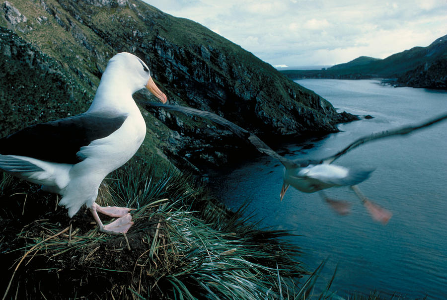 Black-browed Albatross Photograph by Robert Hernandez