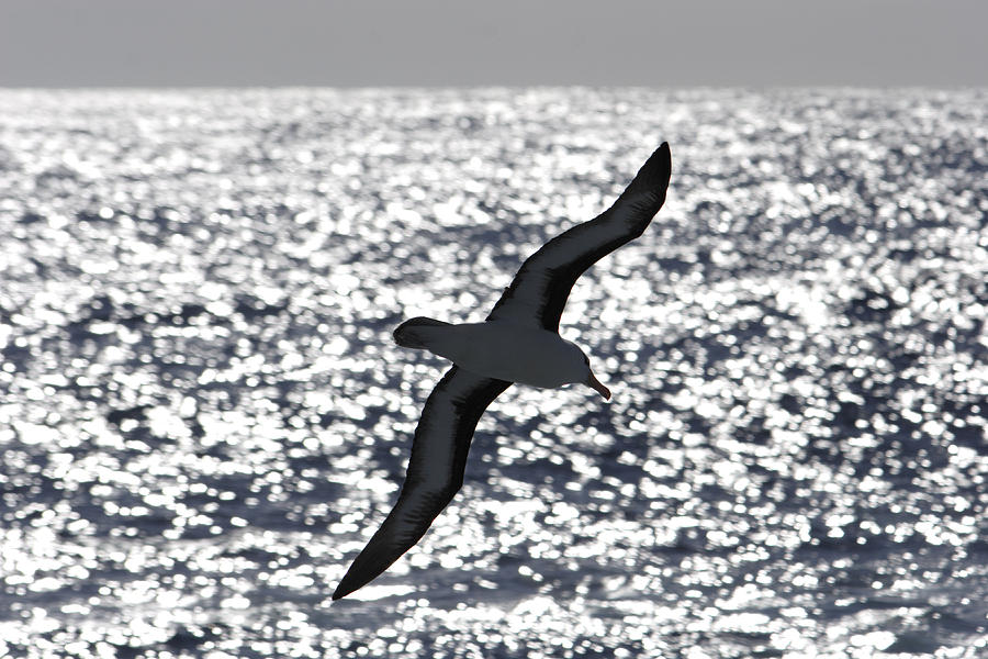 Black-browed Albatross Soaring Drake Photograph by Hiroya Minakuchi