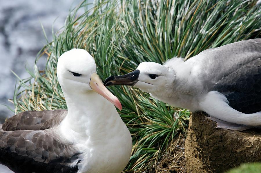 Black-browed Albatross Photograph by Steve Allen/science Photo Library