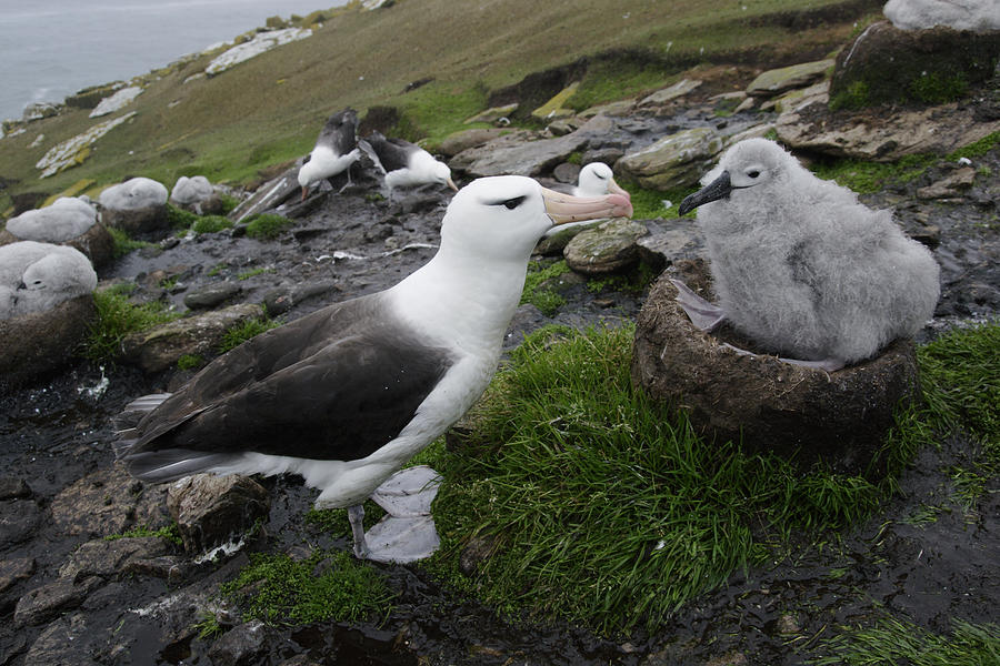 Black-browed Albatross With Chick Photograph by Hiroya Minakuchi