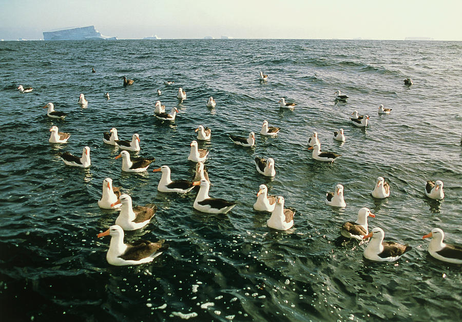 Black-browed Albatrosses On Water Photograph by Peter Scoones/science Photo Library