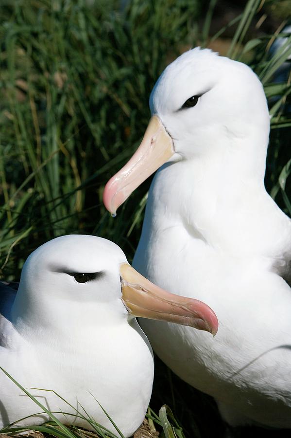 Black-browed Albatrosses Photograph by William Ervin/science Photo Library