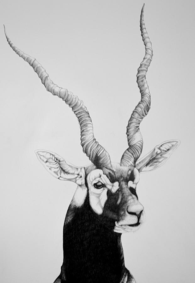 A male blackbuck antelope cervicapra at velavadar Vector Image