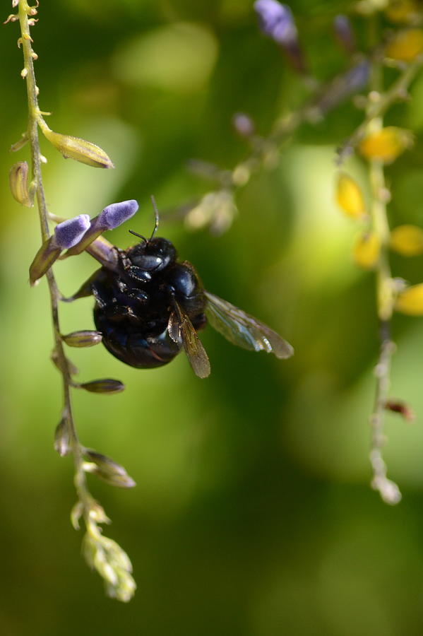 Nature Photograph - Black Bumblebee by Debra Martz