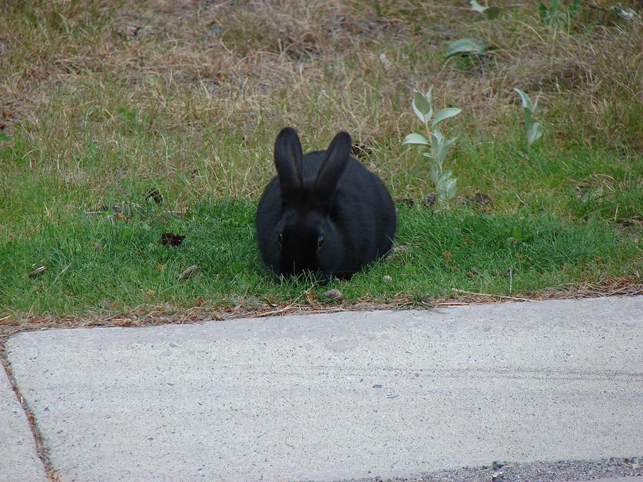 Black bunny фото