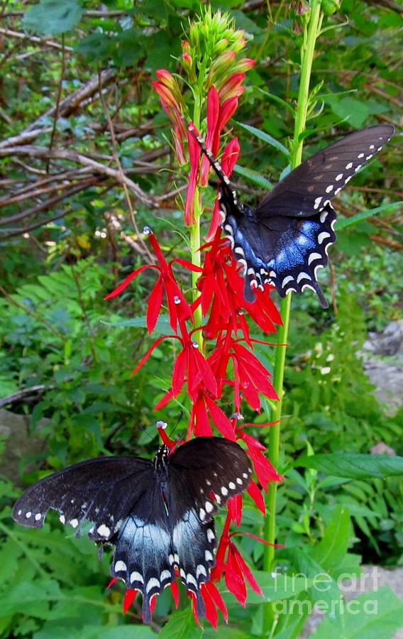 Black Butterflies Photograph by Joshua Bales