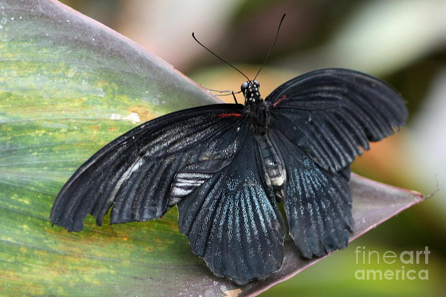 Black Butterfly Photograph by Jeremy Hayden