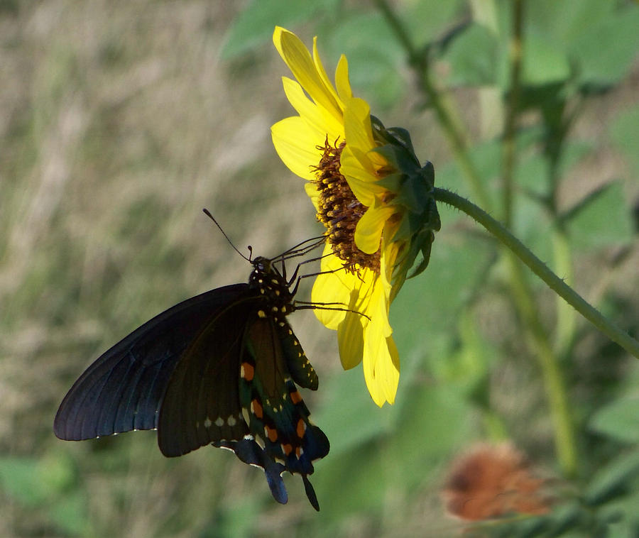 Black Butterfly Photograph by Leticia Latocki