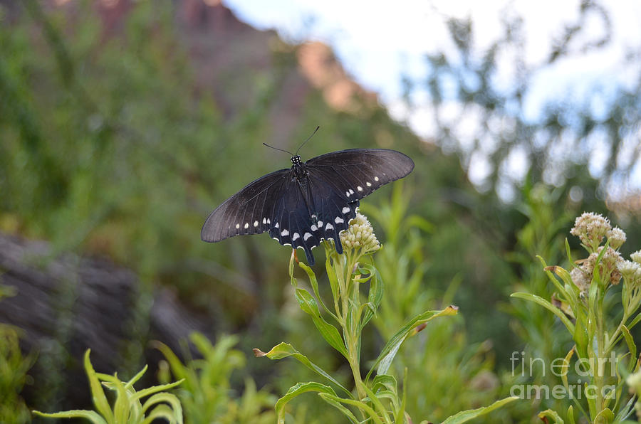 Black Butterfly Macro at Bottom of Grand Canyon Photograph by Shawn OBrien