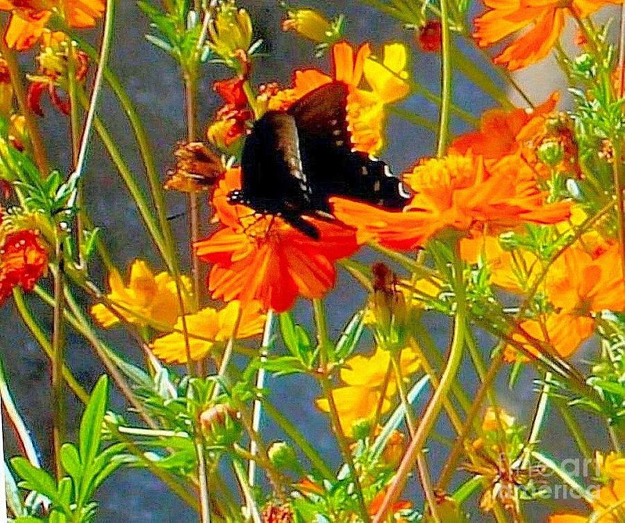 Black Butterfly on Orange Wildflowers Photograph by Janette Boyd