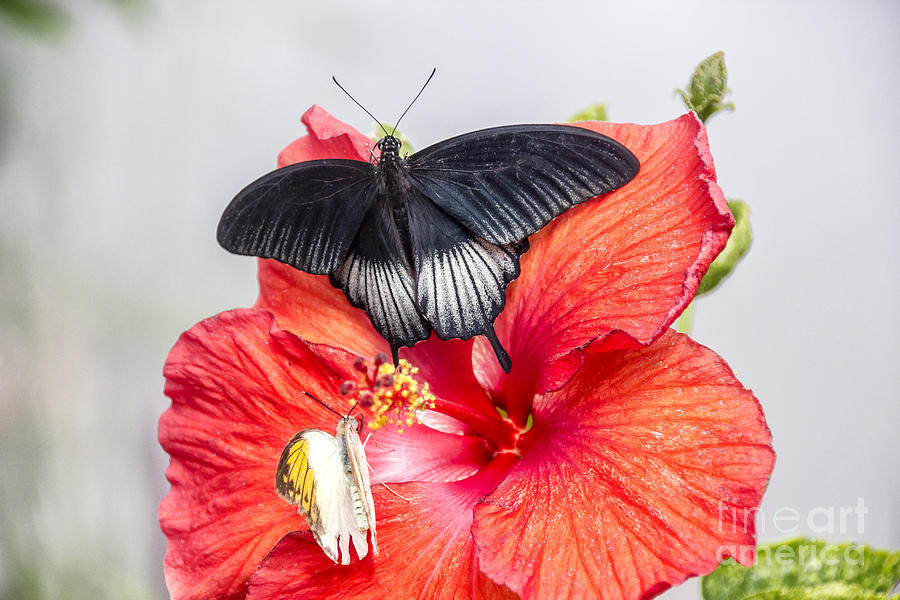 Black Butterfly on Red Flower Digital Art by Georgianne Giese