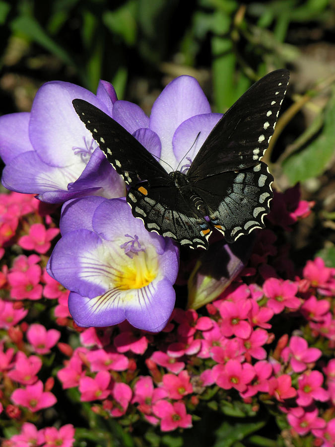 Black Butterfly Photograph by Robert Lozen