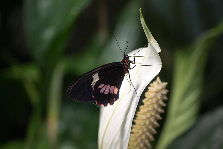 Black butterfly Photograph by Susan Jensen