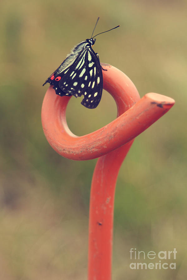 Butterfly Photograph - Black Butterfly with White and Orange Markings on Metal Pole by Beverly Claire Kaiya