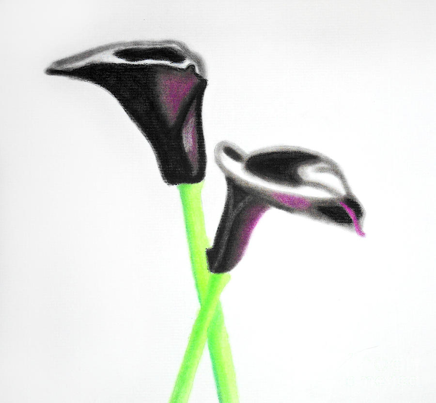 Black Calla Lilies Pastel by Christine Perry
