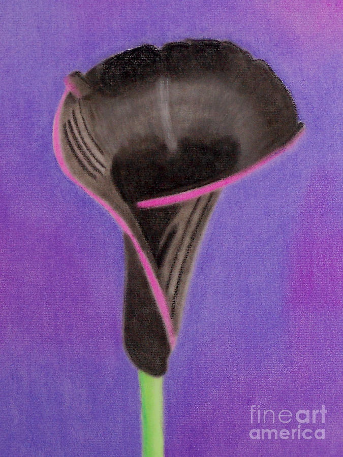 Black Calla Lily Pastel by Christine Perry