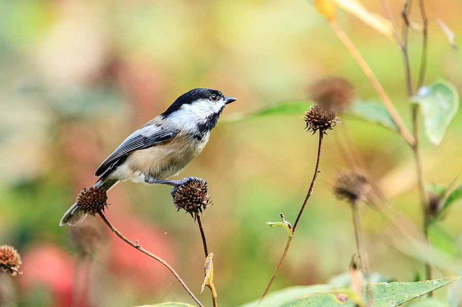 Black Capped Chickadee 1 Photograph by Ben Graham