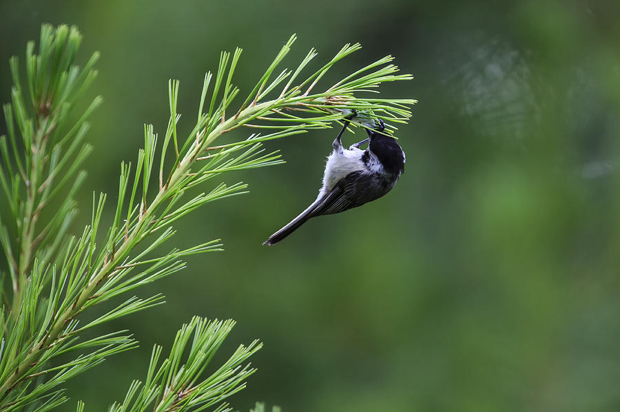 Black-capped Chickadee 2 Photograph by Gary Hall