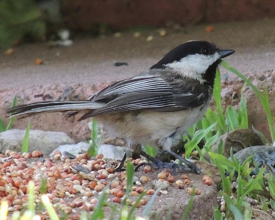 Black-capped Chickadee Photograph by Aaron Gunter - Pixels