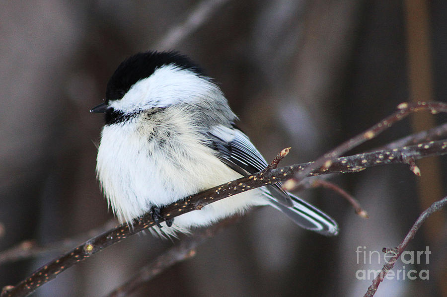 Black Capped Chickadee Photograph by Alyce Taylor