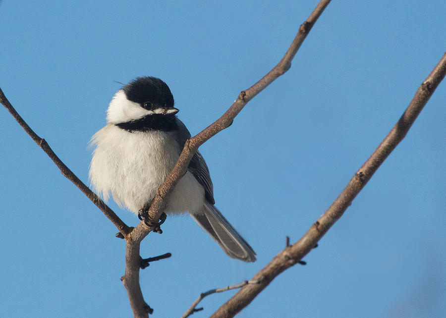 Black-capped Chickadee and Blue Sky Photograph by Diane Porter - Fine ...