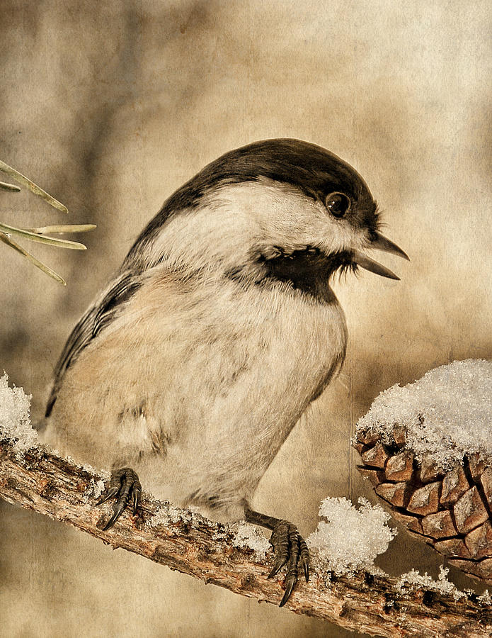 Black Capped Chickadee and Snow B Photograph by Theo OConnor