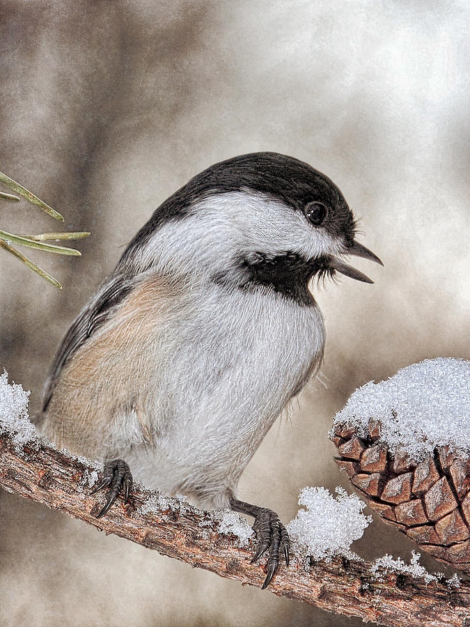Black Capped Chickadee and Snow  Photograph by Theo OConnor