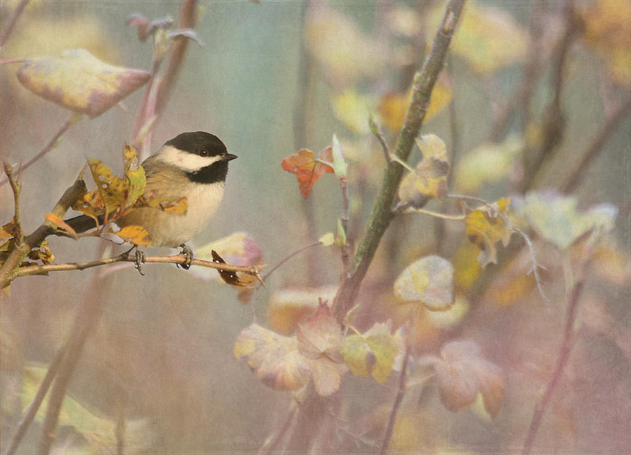 Black-capped Chickadee Photograph by Angie Vogel