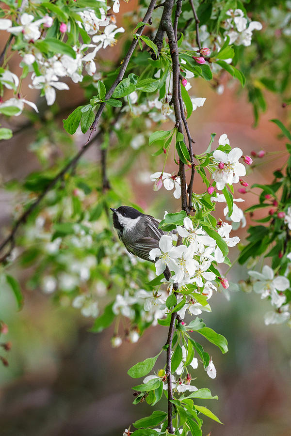 Black Capped Chickadee Photograph by Bill Wakeley